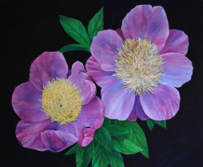 2 Realistic Pink Peonies on a black background in full bloom. 16x20 Oil on Canvas.